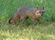 5-10-04 Small fox