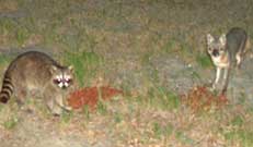 5-10-04 Coon and Fox