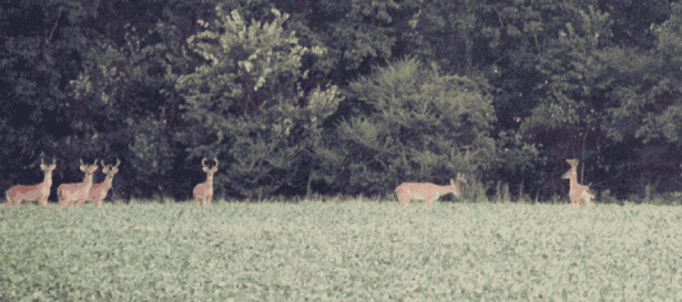 210 Yards from my front door, in July, felt still on horns