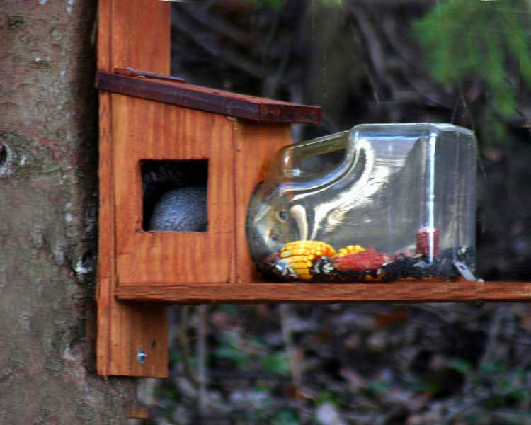  Modified Squirrel Feeder